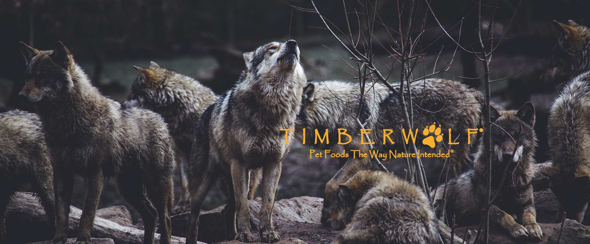 草本魔力Timberwolf